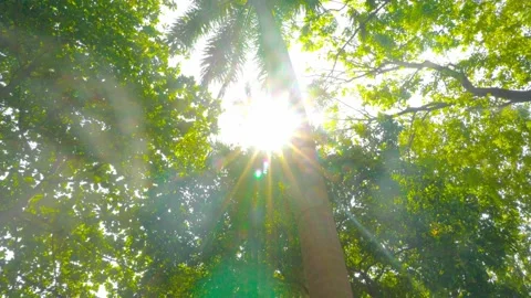 Bright sun rays filtering through green tree leaves and branches in a lush .. Stock Footage 342024477