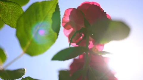 Bright sun rays glare through transparent crimson rose petals on a summer day Stockbeeldmateriaal 107435783