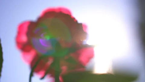 Bright sun rays glare through transparent crimson rose petals on a summer day Vídeo Stock 107435798