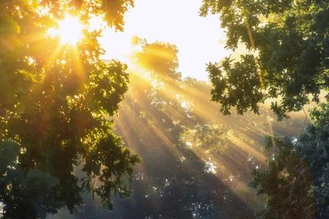 Bright sun rays in misty forest. Spring background. Sunbeams through branches Stock Photos