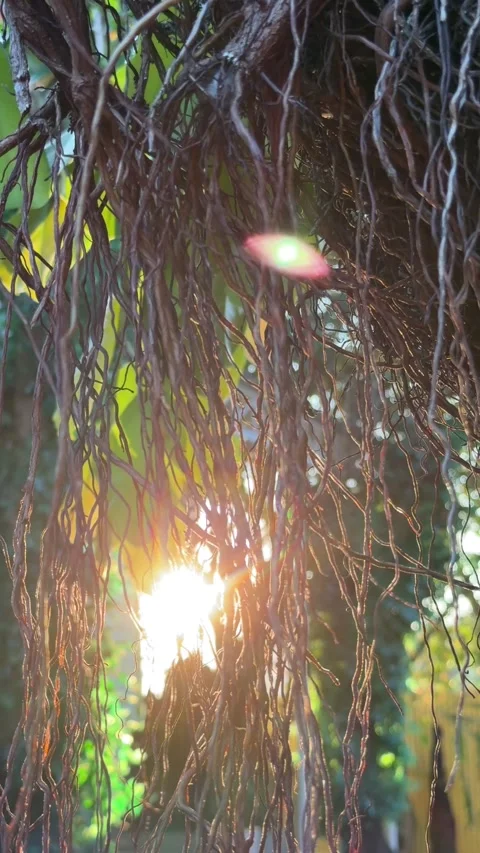 Bright sun rays pass through long aerial roots of a White Fig tree, glowing 動画素材 330663073