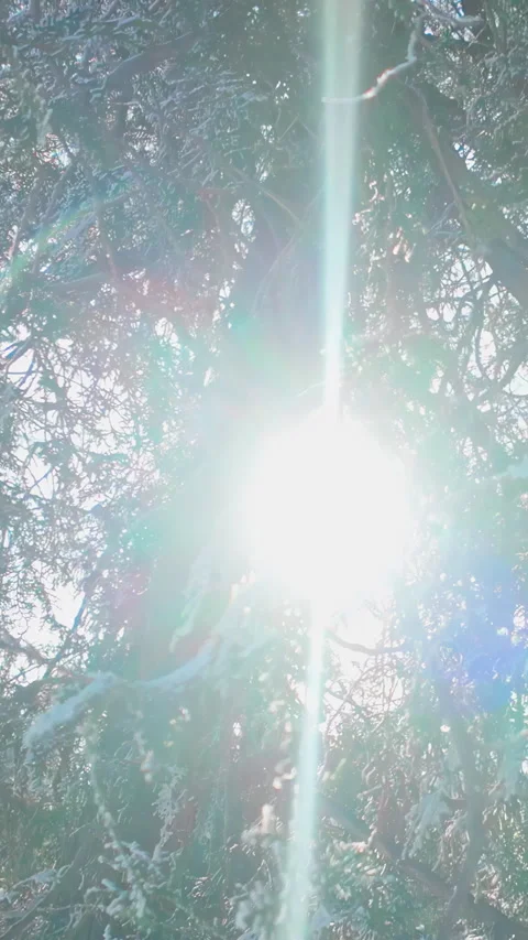 Bright sun rays penetrate dense thickets of evergreen cypress covered in 動画素材 330973709