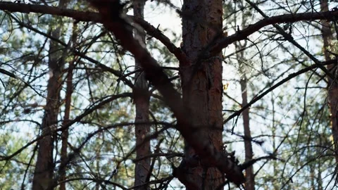 Bright sun rays shine from behind the crown of spruce and pine trees Stock Footage 253409329