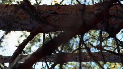 Bright sun rays shine from behind the crown of spruce and pine trees vertical Stock Footage 256994152