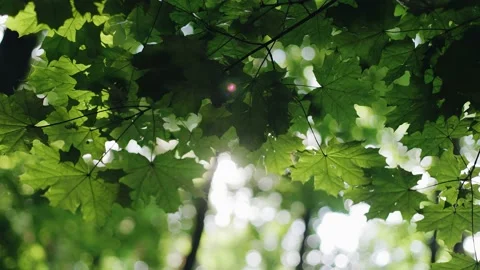 Bright sun rays shine in the general camera through the foliage. Stock Footage 226133871
