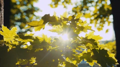 Bright sun rays shine through the maple leaves. Sunbeams, beautiful landscape Stock Footage 91070463