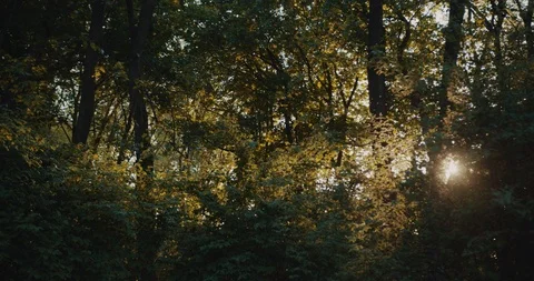 Bright sun rays shining through the green leaves, trees. Pure nature, beautiful Video stock 91050204