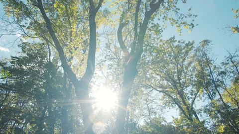 Bright Sun Rays Shining Through Green Leaves in the Woods Stock Footage 300951578