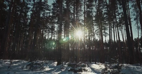 Bright Sun Rays Shining Through Tall Pine Trees in Winter Forest Stock Footage 336338091