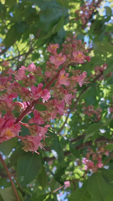 Bright sun rays shining through blooming red horse-chestnut tree canopy in Stock Footage 338134169