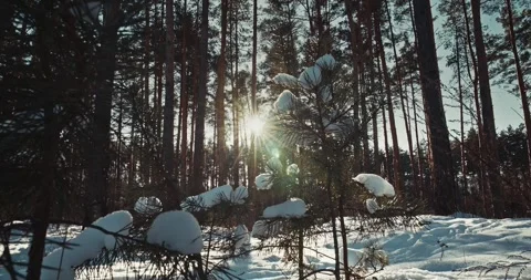 Bright Sun Rays Shining Through Tall Pine Trees in Winter Forest Stock Footage 341359600