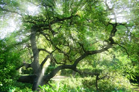 The bright sun rays shining through branches of trees, Stock Photos