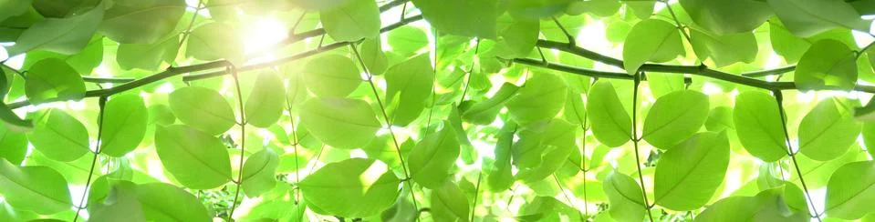 Bright sun rays shining through branches of trees Stock Photos