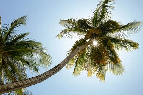 The bright sun rays shining through the palm leaves. Blue sky. Stock Photos