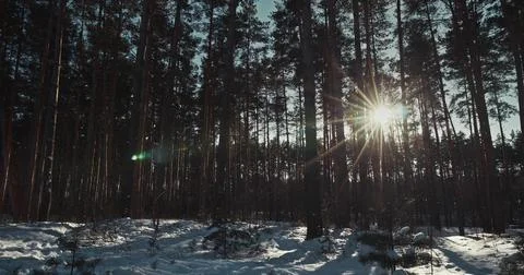 Bright Sun Rays Shining Through Tall Pine Trees in Winter Forest Stock Photos