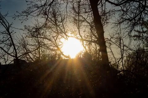 Bright sun rays shining through bare tree branches at sunset in autumn garden Stock Photos