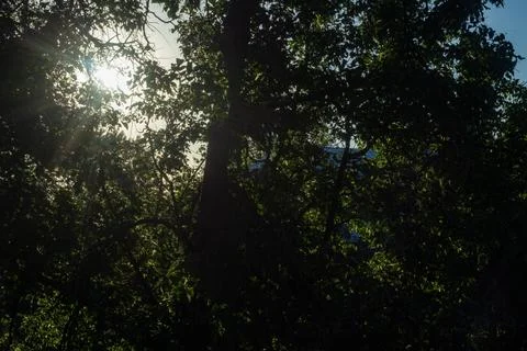 Bright sun rays shining through dense green leaves of a large summer tree Stock Photos