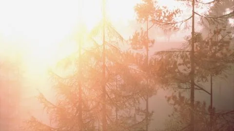 The bright sun rays of the sunset coming from between the tree branches Stock Illustration