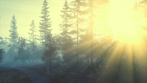 The bright sun rays of the sunset coming from between the tree branches Stock Illustration