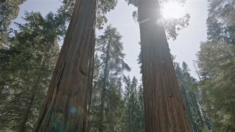 Bright Sun Rays Through Tall Sequoia Trees Stock Footage 314896239