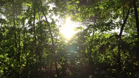 Bright sun reflecting on water through green forest trees Stock Footage 341808196