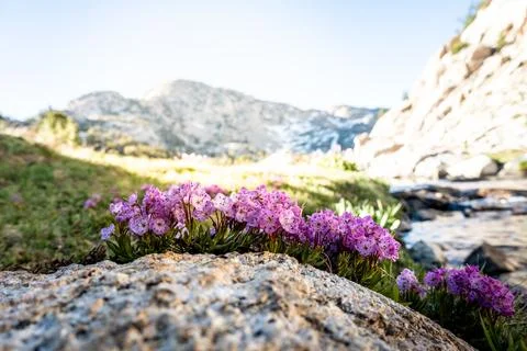 Bright Sun Rises Over Patch Of Phlox Blooms In Kings Canyon Stock Photos