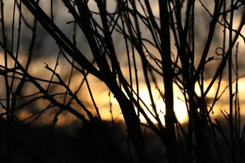 Bright sun set through branches Stock Photos