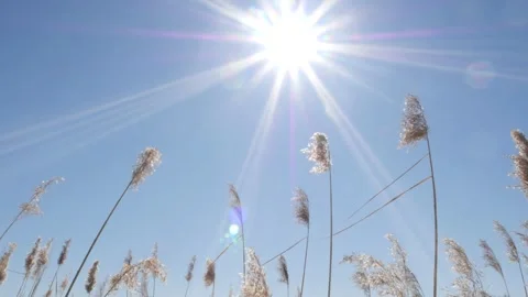 The bright sun shines on a blue cloudless sky Stock Footage 172365801