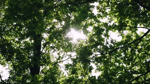 The bright sun shines into the camera through the branches of a tree. Stock Footage 338347247