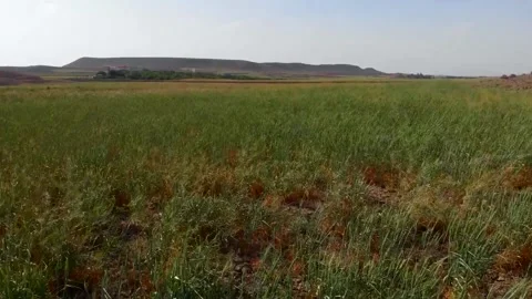 The bright sun shines down on the green wheat fields, stock footage. Stock Footage 304936540