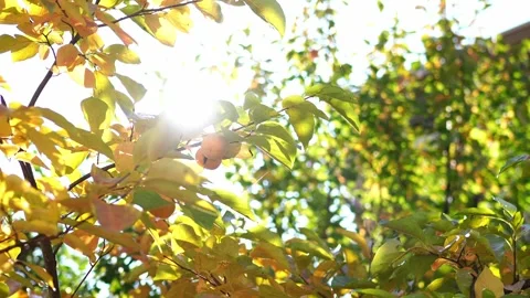 Bright sun shines on persimmon trees with yellowing leaves in the garden Stock-Footage 267326392