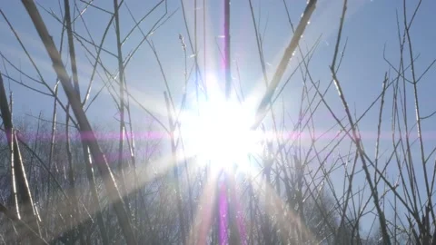 The bright sun shines through the bare branches of the bushes Stock Footage 183365433