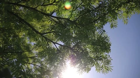 The bright sun shines through the branches of a rowan tree Stock Footage 166601790