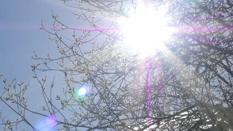 The bright sun shines through the branches of a bare tree with fluffy buds Stock Footage 188648755