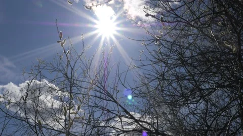 The bright sun shines through the branches of a bare tree with fluffy buds Stock Footage 188648798