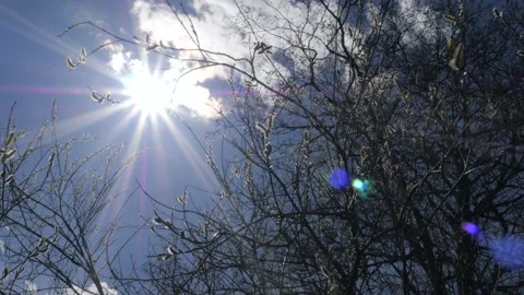 The bright sun shines through the branches of a bare tree with fluffy buds Stock Footage 191083737