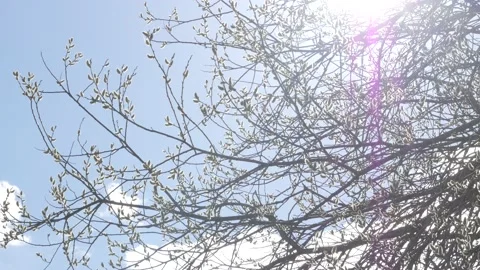 The bright sun shines through the branches of a bare tree with fluffy buds Stock Footage 191084265