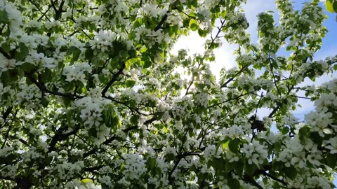 The bright sun shines through the branches of a flowering apple tree. The apple 스톡 동영상 238944871