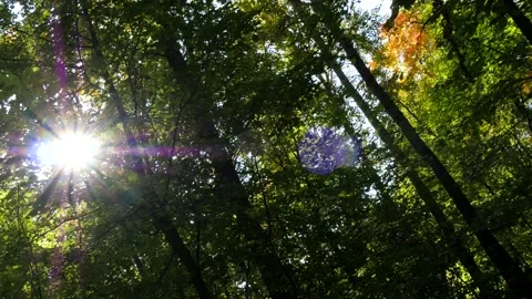 The bright sun shines through the foliage of the trees. Stock Footage 290113224