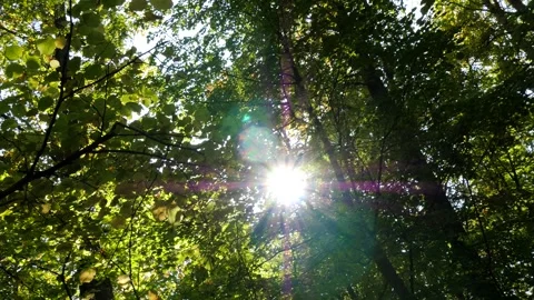 The bright sun shines through the foliage of the trees. Stock Footage 290113250