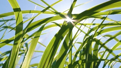 The bright sun shines through the grass stems Video stock 92014518