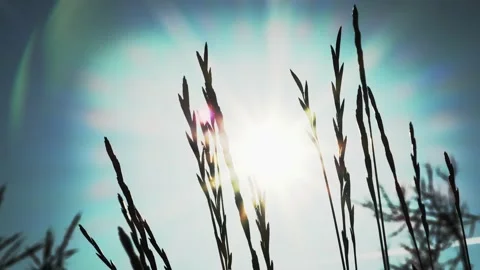 The bright sun shines through the spikelets of grass. rays of the sun on the gra Stock Footage 208944715