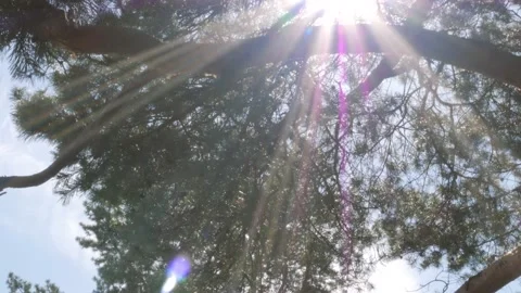 The bright sun shines through the sprawling branches of a pine tree Stock Footage 194415395