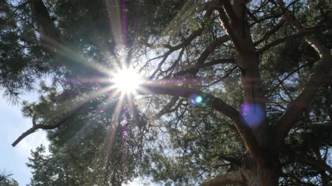 The bright sun shines through the sprawling branches of a pine tree Stock Footage 194415459