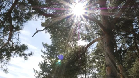 The bright sun shines through the sprawling branches of a pine tree Stock Footage 197412947