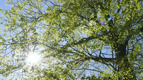 The bright sun shines through the spreading branches of a tree with green leaves Stock Footage 197369849