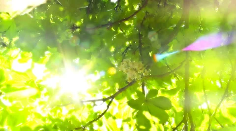  bright sun shines through tree foliage green leaf the sunny day Stock Footage