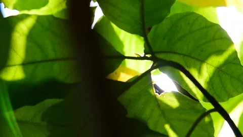 Bright Sun Shines Through Tree Foliage 動画素材 123158297