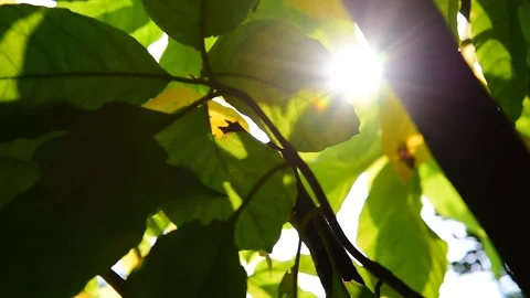 Bright Sun Shines Through Tree Foliage 動画素材 123158322