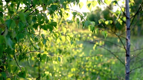 Bright sun shines through the trees. Stock Footage 50932763